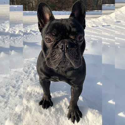 Venom, French Bulldog Sire