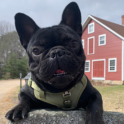 Venom, French Bulldog Sire