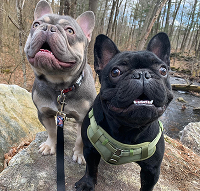 Our French bulldog sires, Thor and Venom